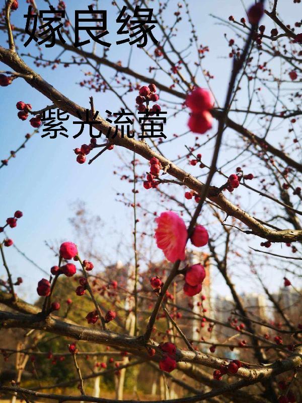 嫁良缘免费